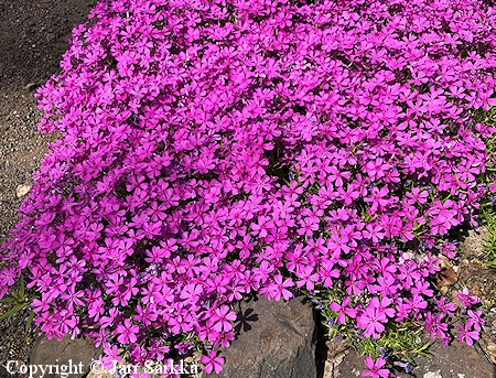 Phlox subulata 'Atropurpurea' 